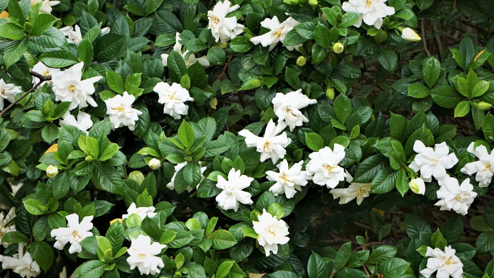 A dense bush filled with small, delicate white blossoms with glossy, oval-shaped leaves.