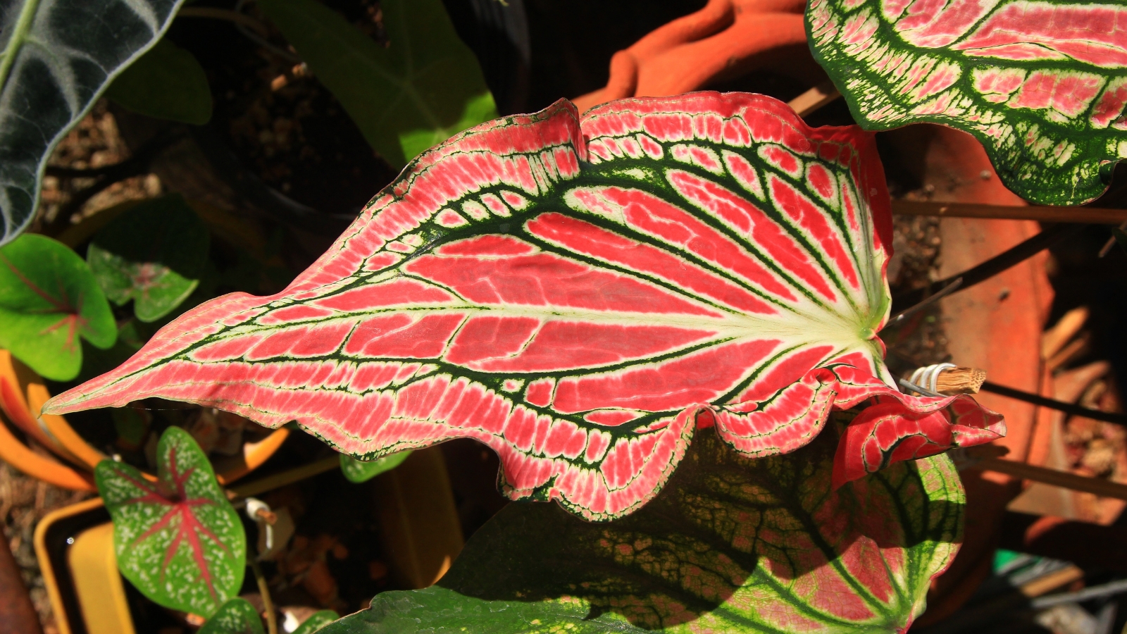 A Caladium bicolor with large, heart-shaped leaves vividly patterned in red, pink, and green, arranged in a festive holiday pot.
