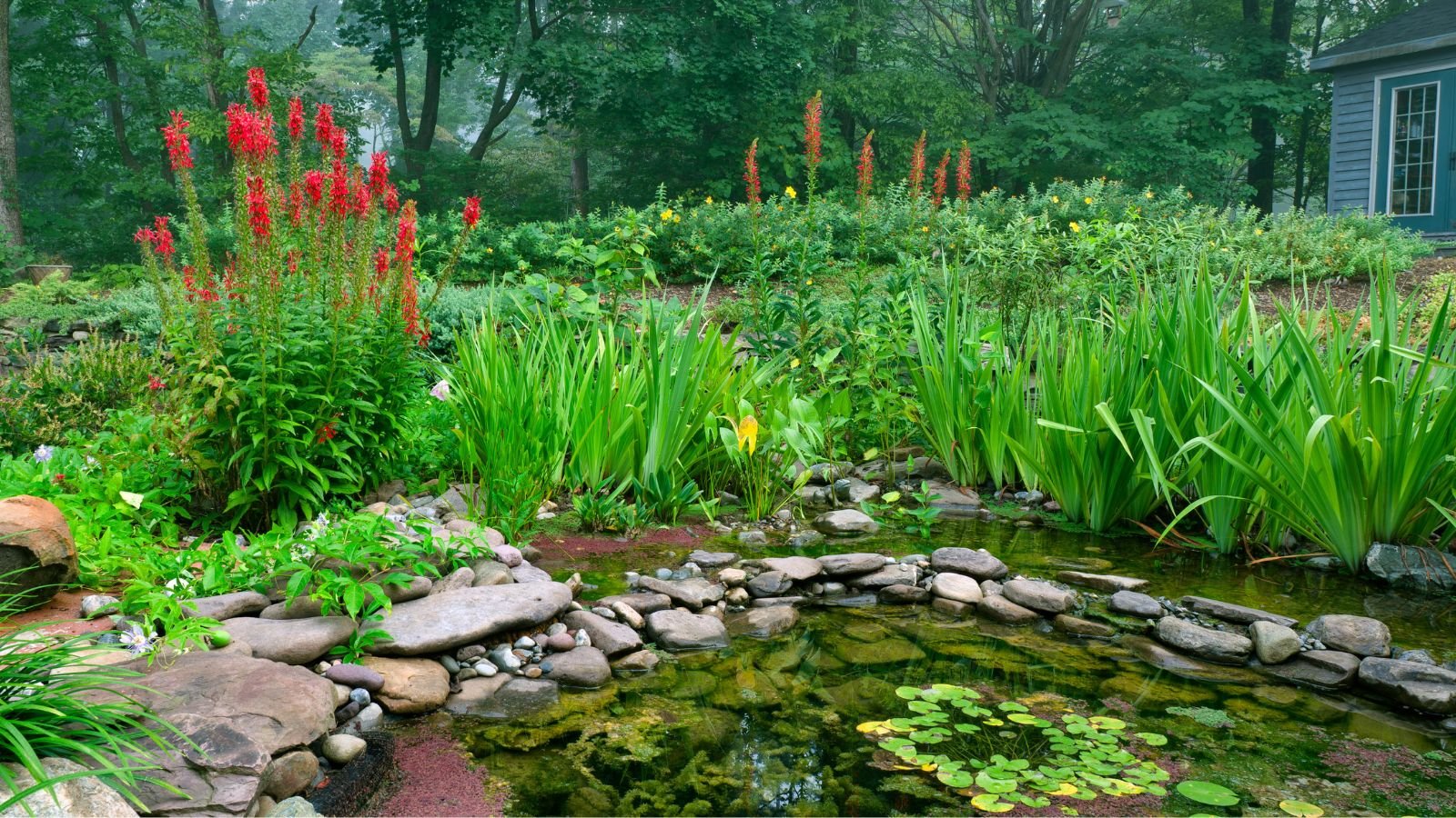 Bright red cardinal flowers with long slender petals and green stems growing beside clear water, surrounded by green vegetation.