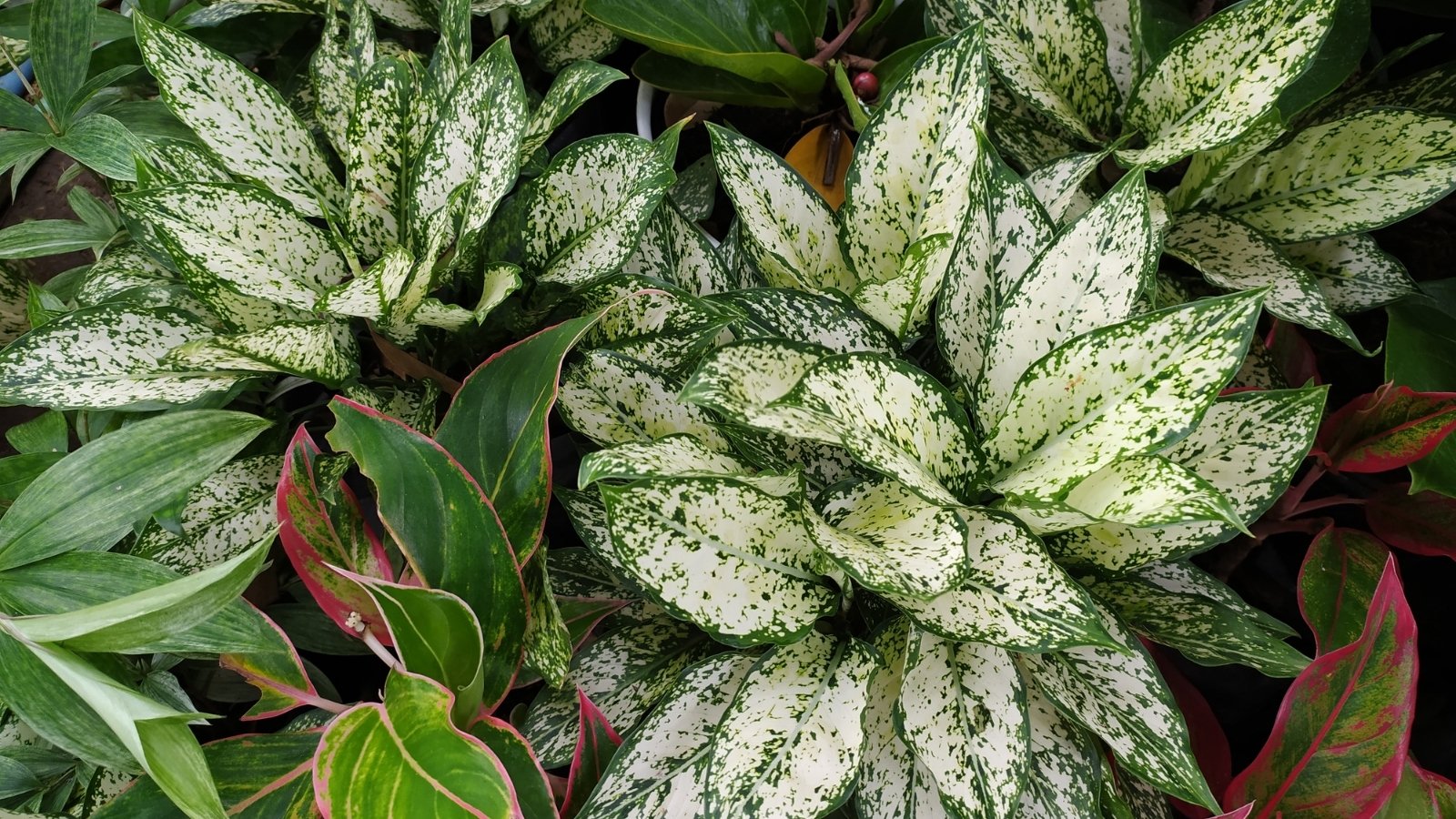 Un Sempreverde Cinese (Aglaonema 'Silver Queen') con foglie variegate verde chiaro e scuro.