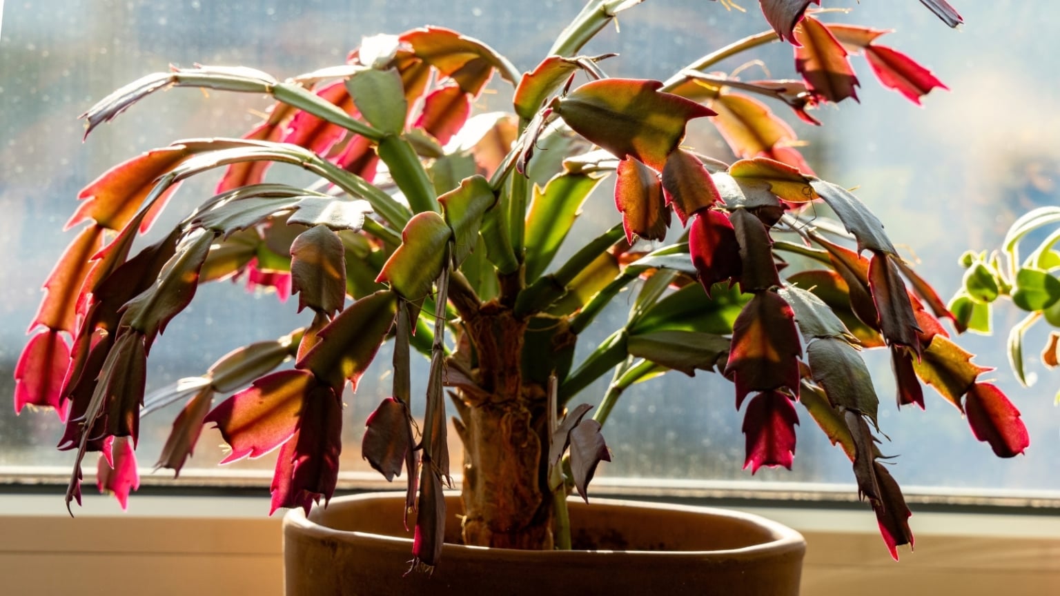 The Perfect Potting Mix Recipe for a Blooming Christmas Cactus