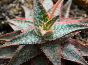 Close-up of Christmas carol aloe featuring thick, fleshy, triangular leaves with soft spines along the edges, displaying a mix of green and reddish hues with raised bumps.