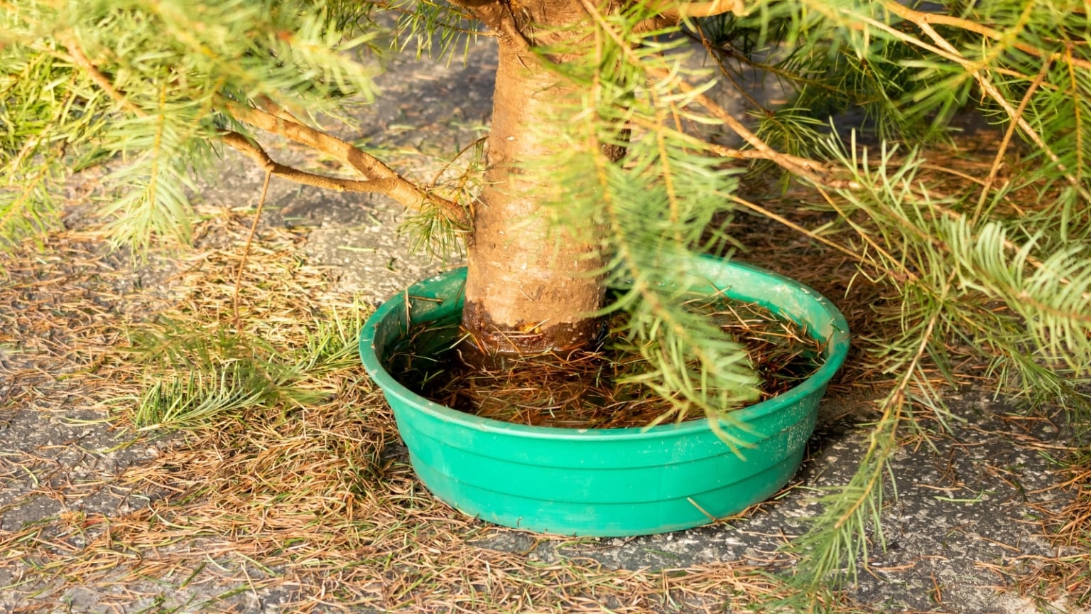 11 Pro Tips to Keep Your Christmas Tree Alive as Long as Possible