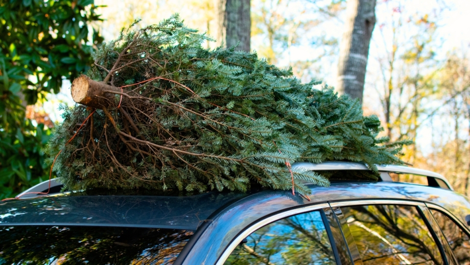 11 Pro Tips to Keep Your Christmas Tree Alive as Long as Possible