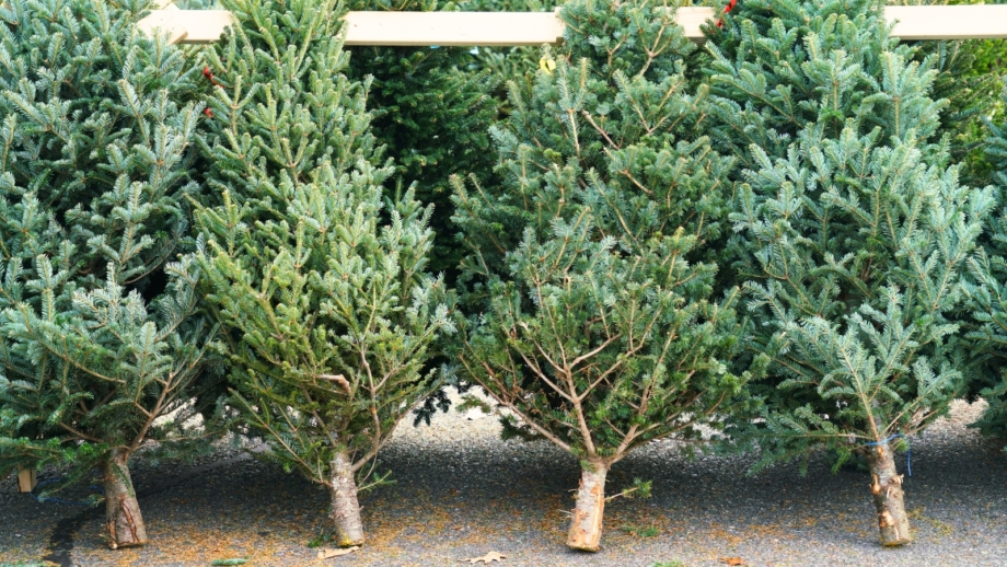 11 Pro Tips to Keep Your Christmas Tree Alive as Long as Possible