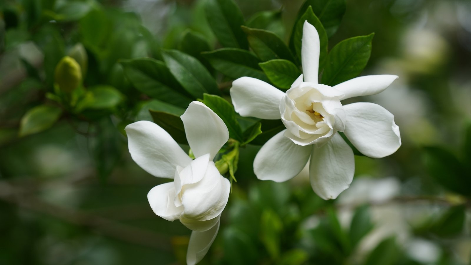 White bloom with curved, elegant petals among bright green, shiny foliage.