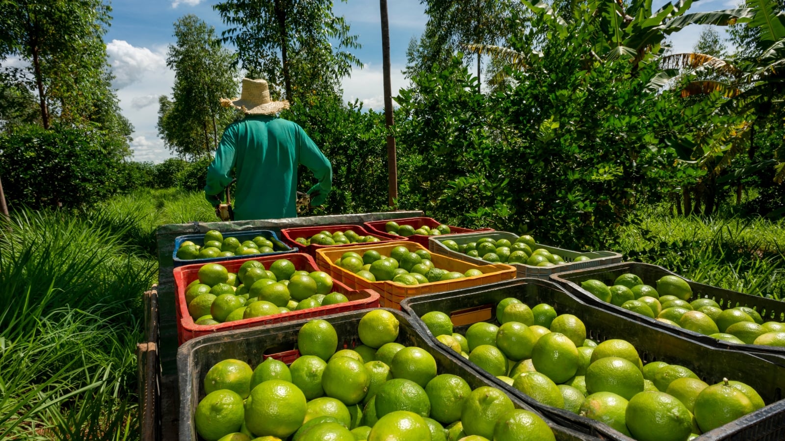 Several crates overflowing with fresh green and round fruits arranged neatly in an organized outdoor setting.