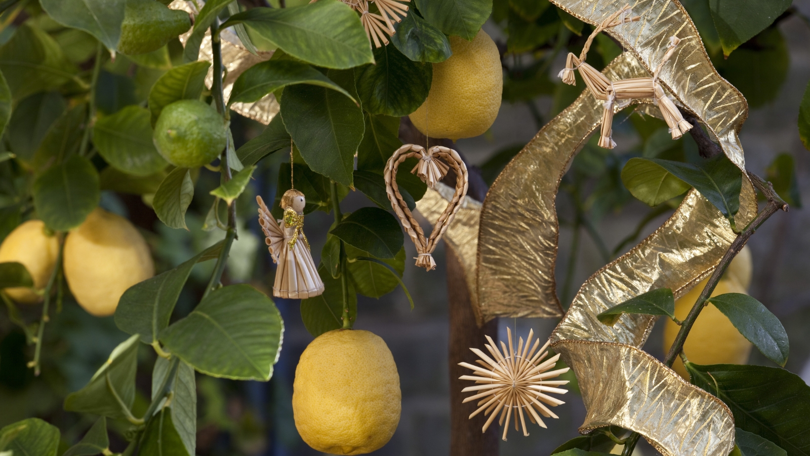 A Citrus x meyeri ‘Improved Meyer’ with lush green foliage and small yellow fruits hanging from its branches, styled with golden ornaments.