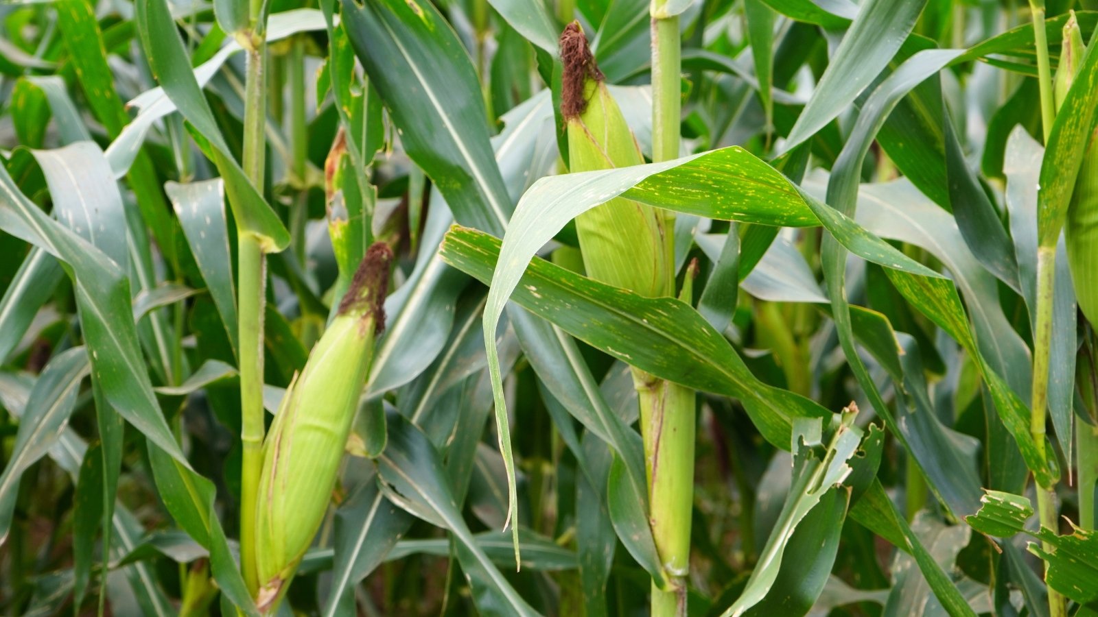 Tall green stalks with long, pointed leaves, and golden-yellow ears wrapped in husks.