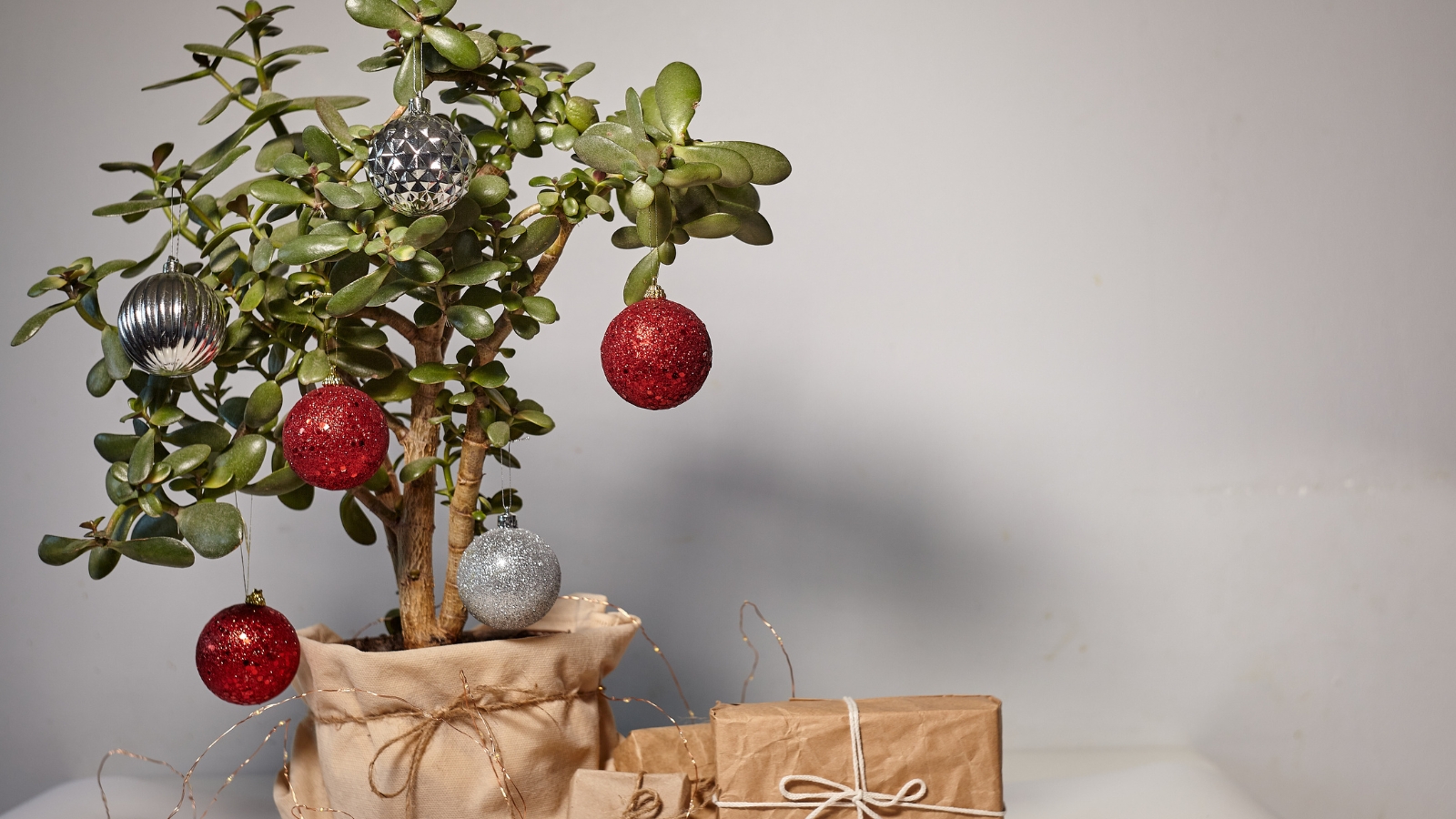 A Crassula ovata styled as a miniature tree with jade-green, fleshy leaves and festive red baubles hanging on its branches in a sandy pot.