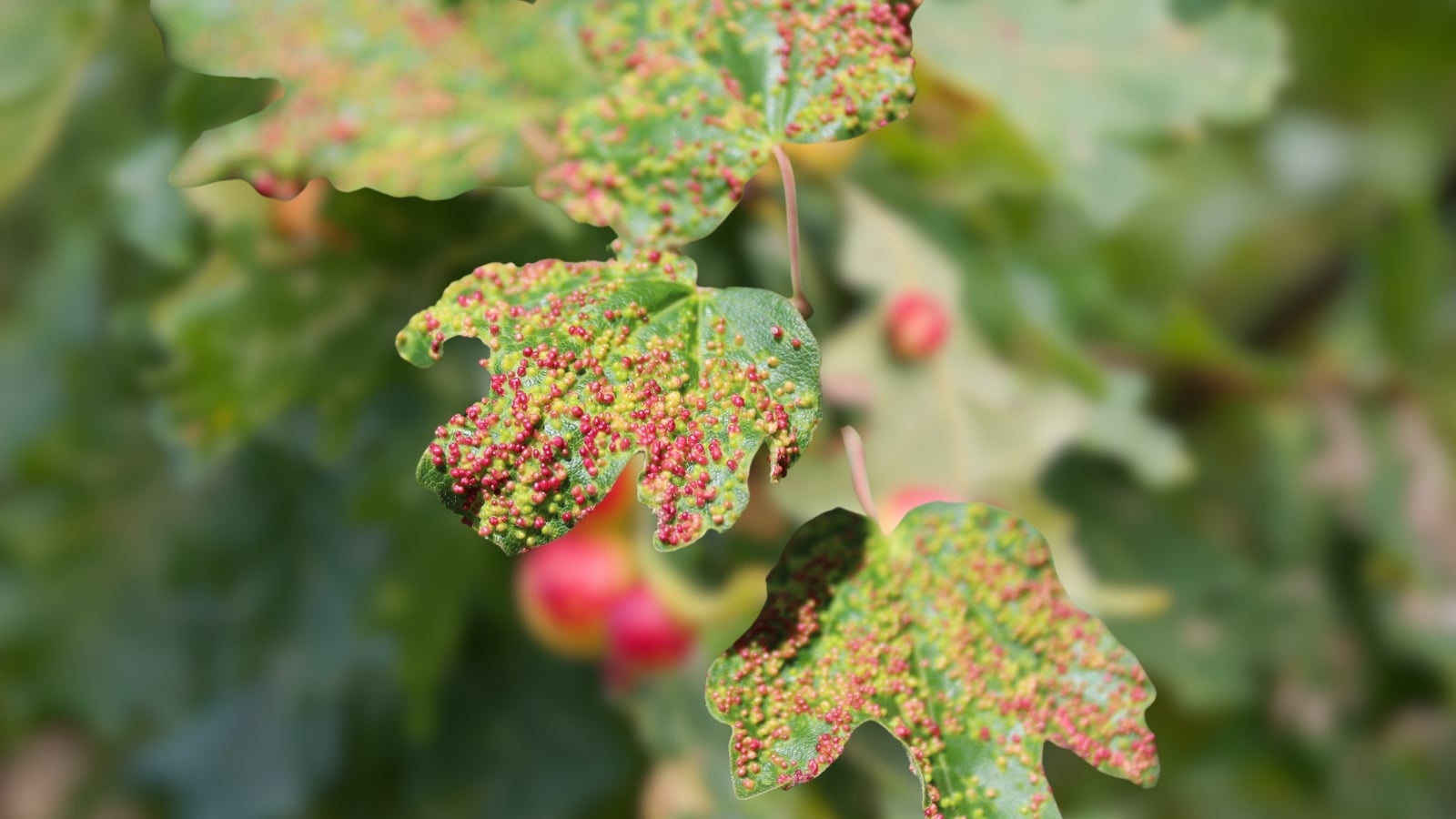 Leaves with curling edges and a pattern of red and brown speckles across the green surface, next to small round berries.