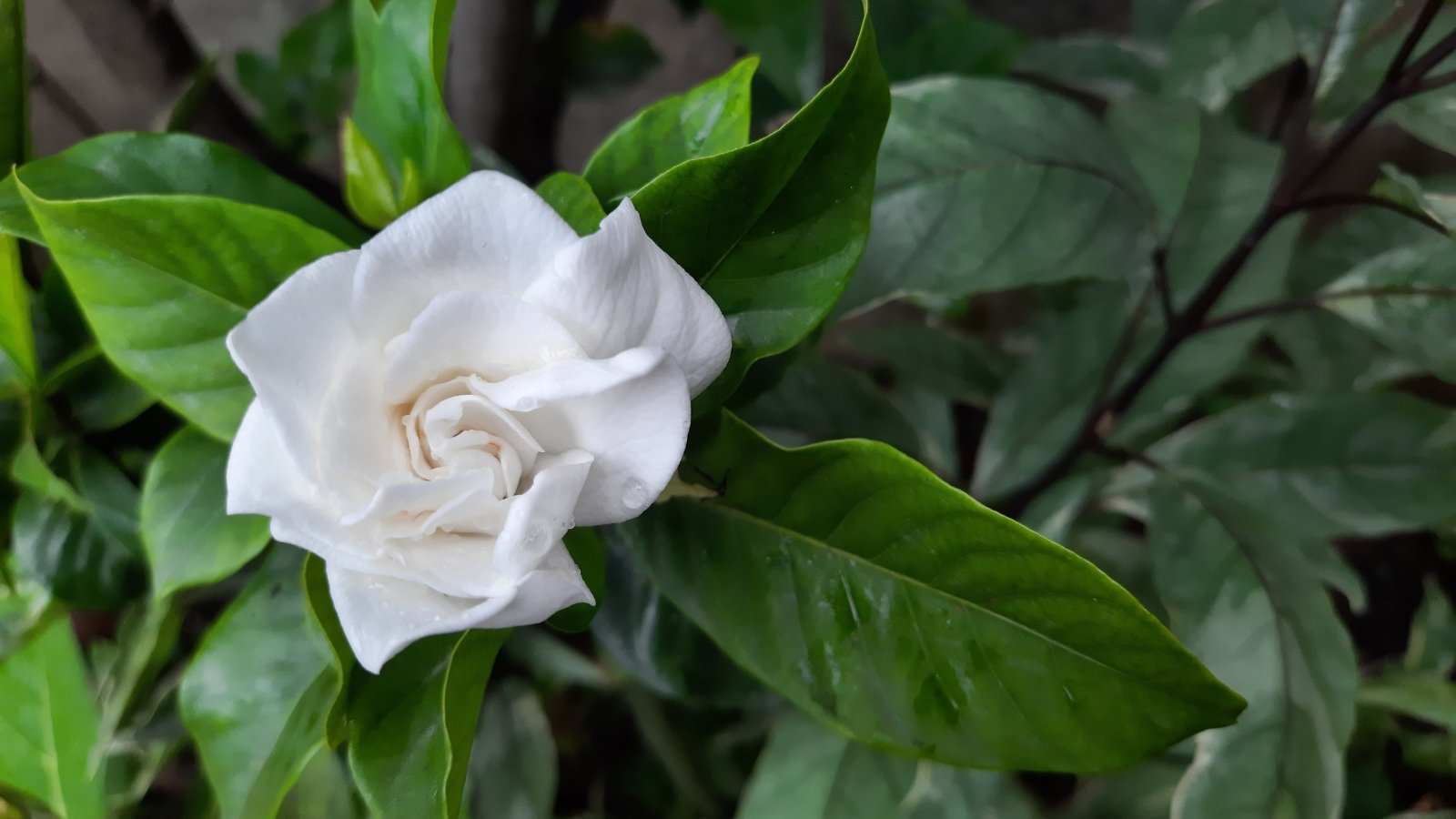 Pristine white bloom with layered petals and thick green leaves featuring prominent veins.