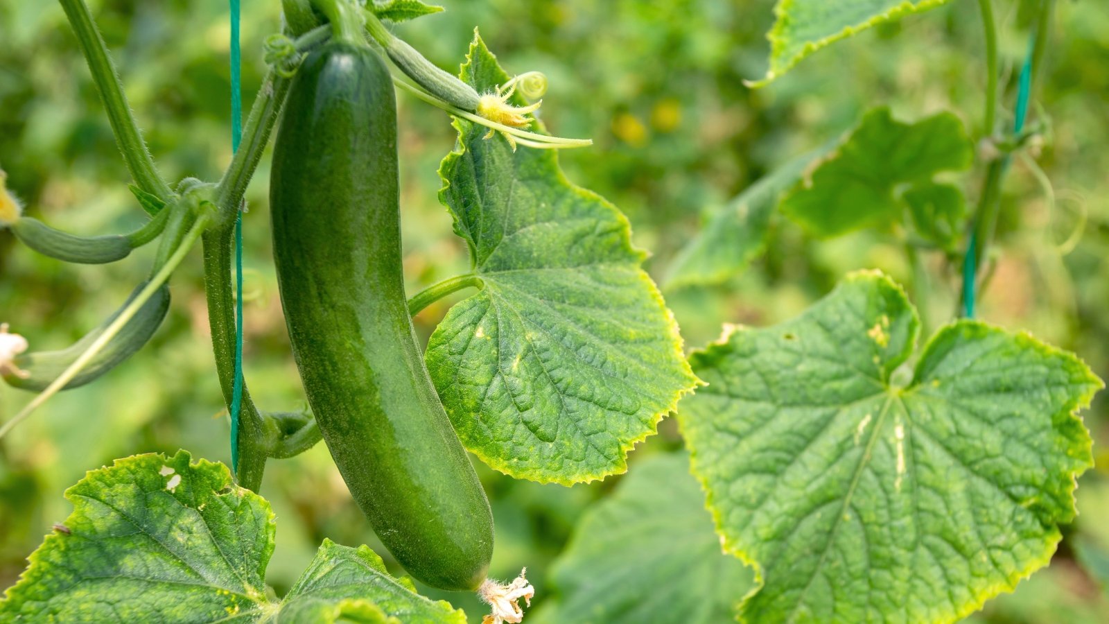 Close-up of a long, cylindrical green fruit with smooth glossy skin, growing on winding stems with heart-shaped leaves.