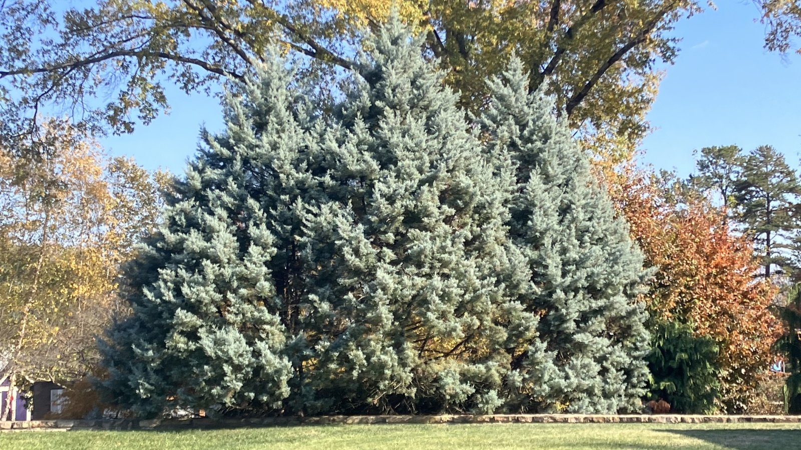 Three huge, tall evergreen trees with soft, feathery blue-gray foliage in an autumn park.