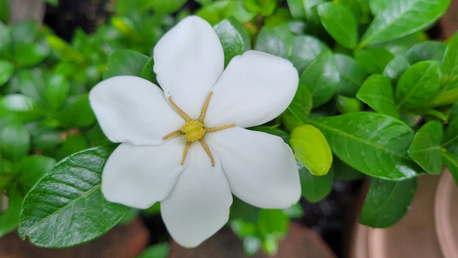 Star-shaped white bloom with a yellow center and oval, glossy green leaves surrounding it.