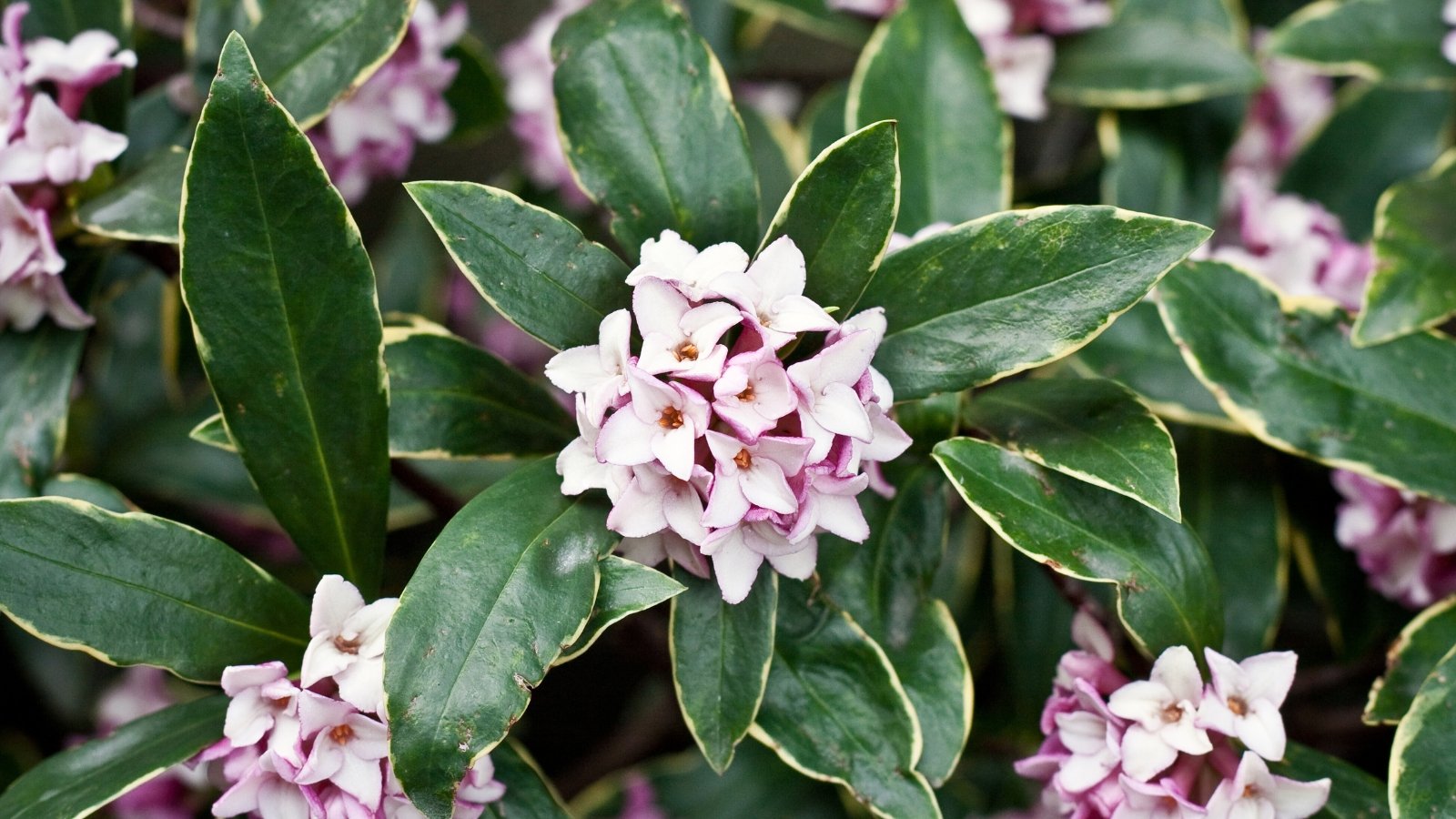 Close-up of a flowering bush with glossy green leaves edged in yellow and clusters of delicate pink flowers.