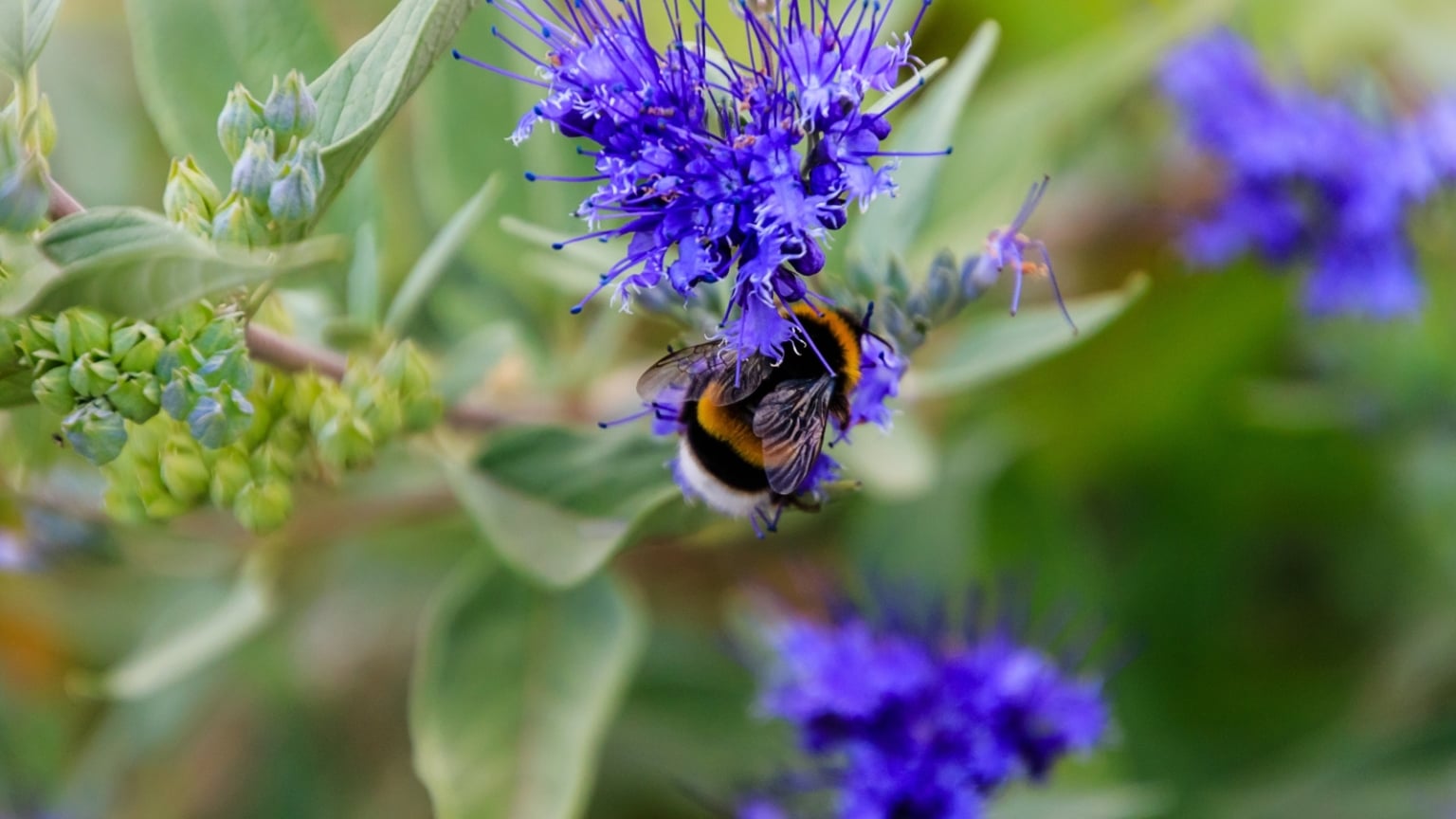17 Best Shrubs for the Cut Flower Garden