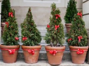 A row of neatly trimmed evergreen shrubs in terracotta pots adorned with red ribbons and bows, placed against a beige wall.