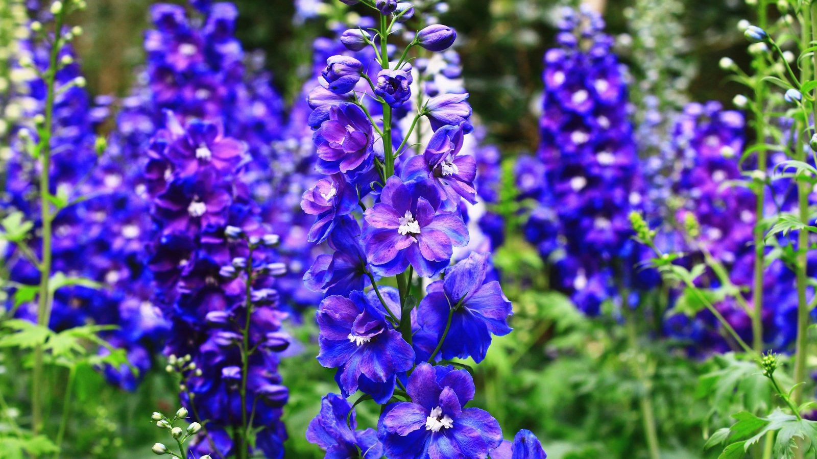 Tall, elegant spikes of vibrant blue flowers with feathery green leaves arranged alternately along the stem.