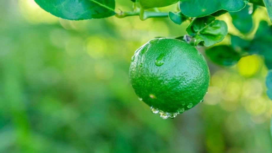 How and When to Harvest Limes