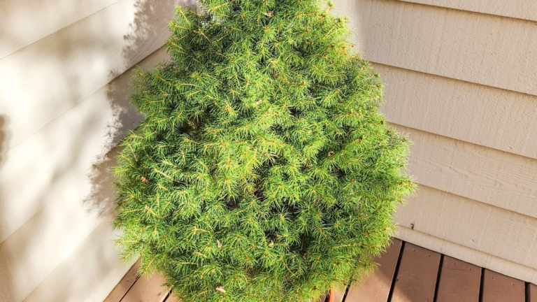 25 Popular Christmas Tree Types You Should Grow in Your Yard