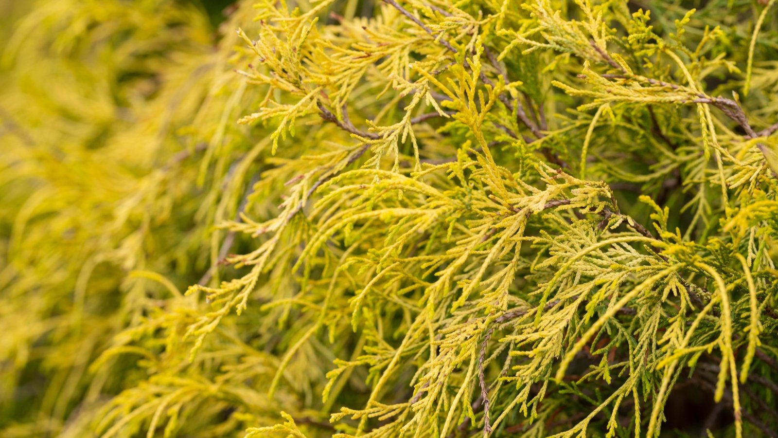 Close-up of a dwarf conifer with dense, thread-like yellowish-green foliage forming a rounded, cascading shape.
