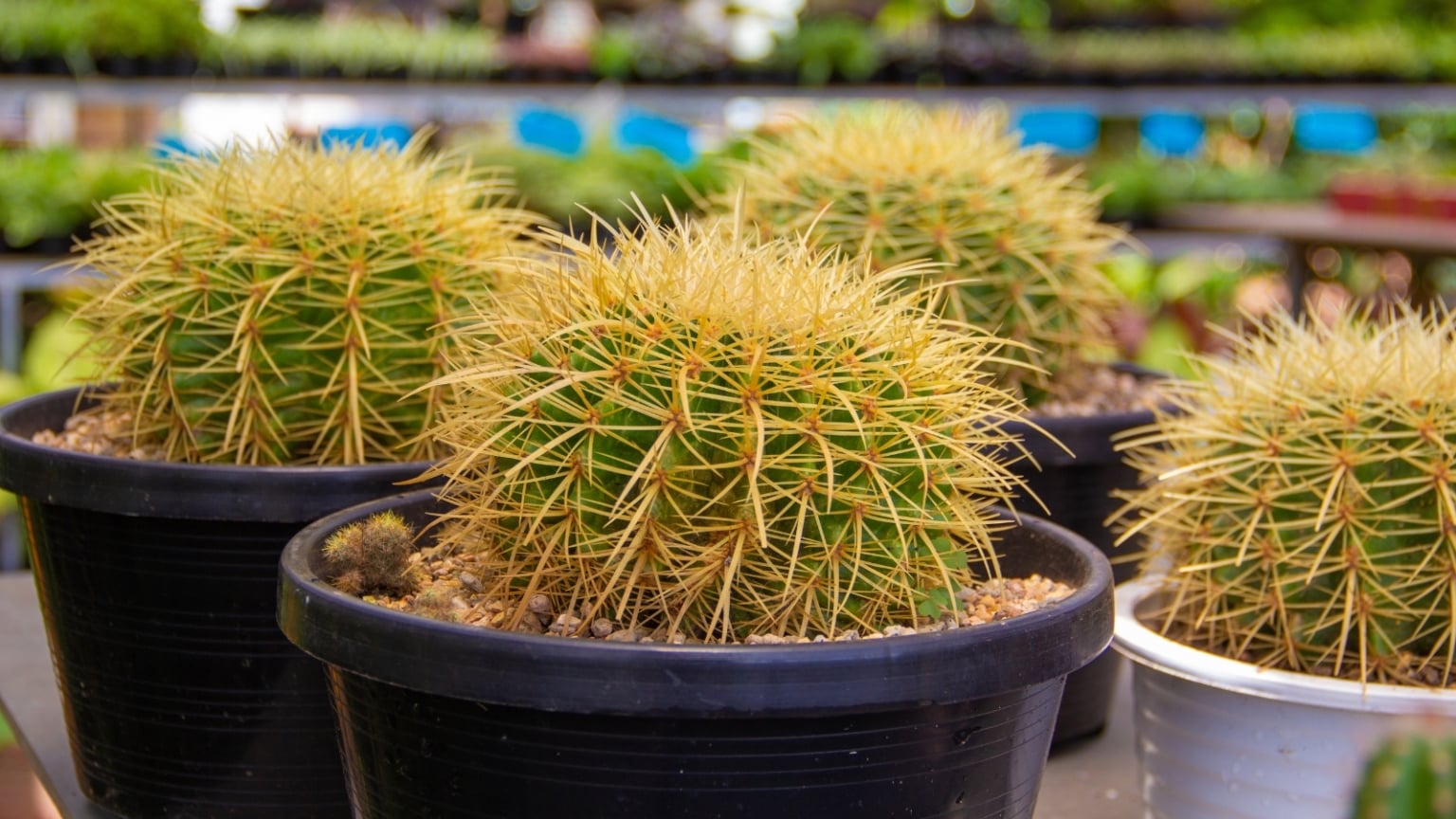 CACTUS STREET ART