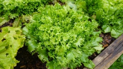 A lush, bright green plant with narrow, jagged leaves growing in a garden bed.