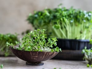 A cluster of small green leaves with jagged edges growing in a dark bowl on a wooden surface.