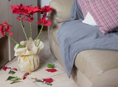 A Euphorbia pulcherrima plant in a burlap-wrapped pot with bright red bracts and green foliage, with scattered broken branches on the floor.