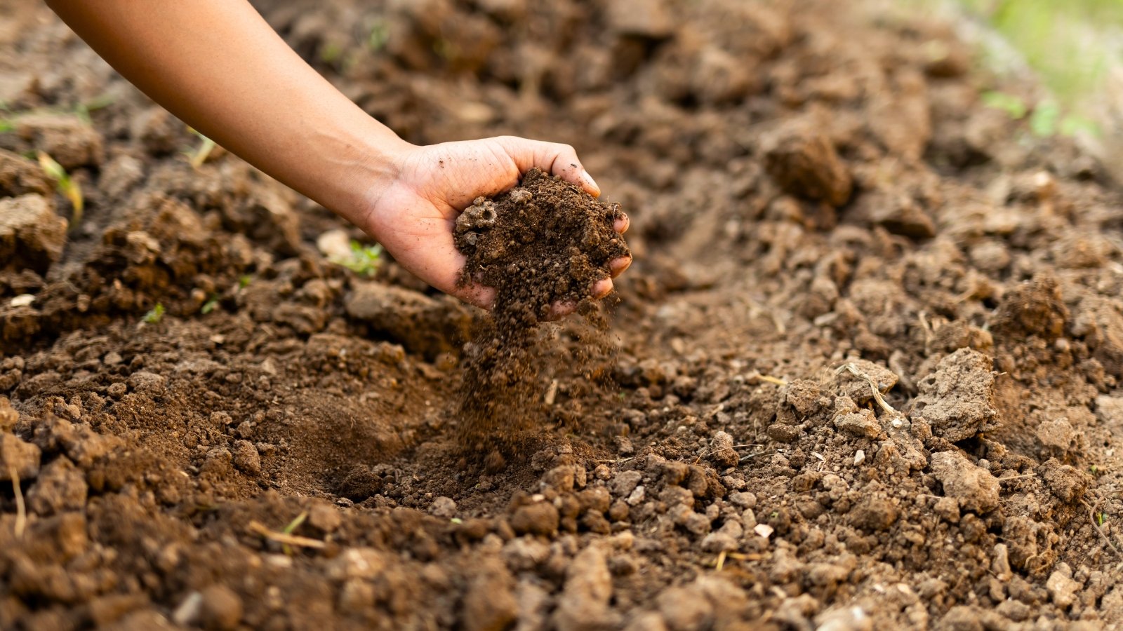 Close-up of a man's hand checking the loose, dark brown soil in a garden bed.