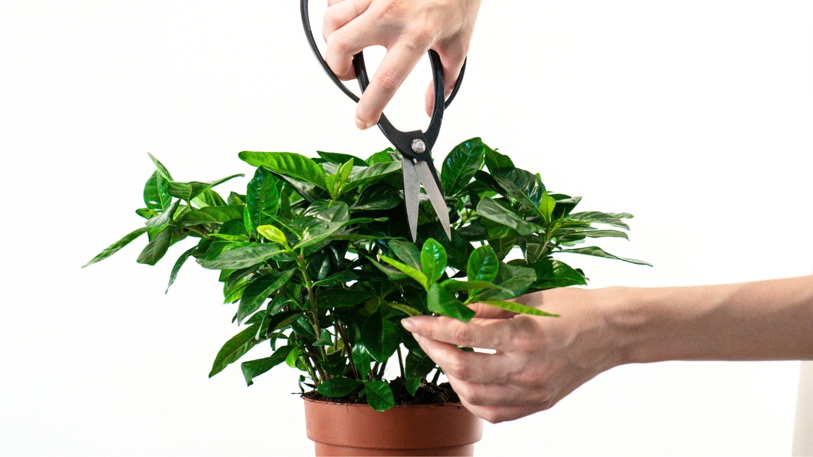 Close-up of male hands holding black scissors, about to trim a plant with lush, glossy green oval-shaped leaves with slightly tapered tips on a white background.