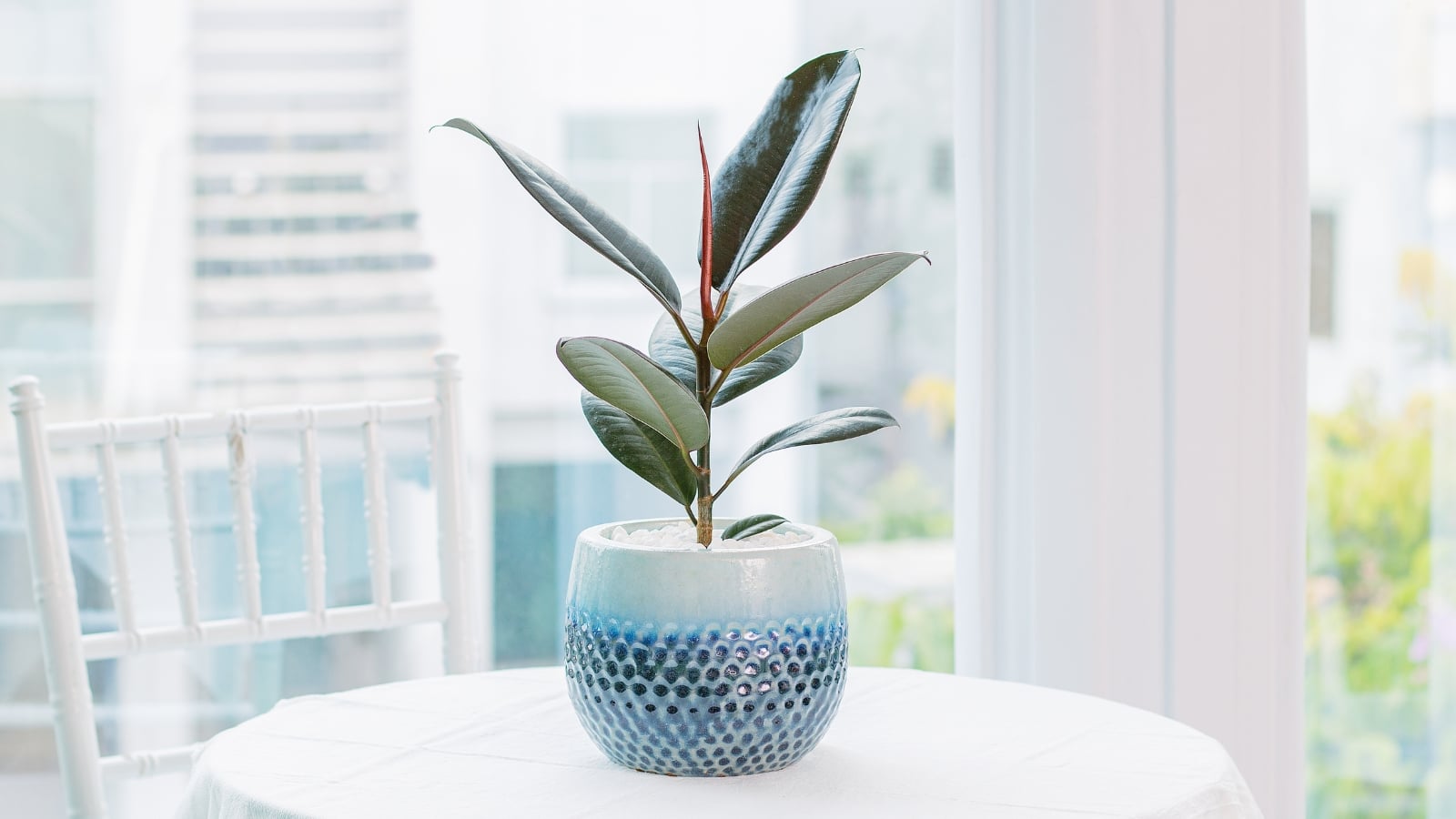 19 Best Potted Houseplants That Look Good Year-Round