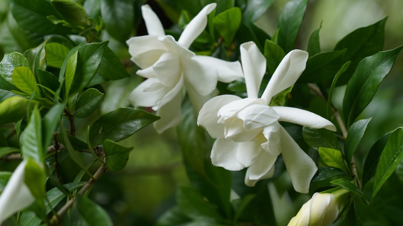 White buds and slender blossoms emerging from a cluster of dark, glossy leaves.