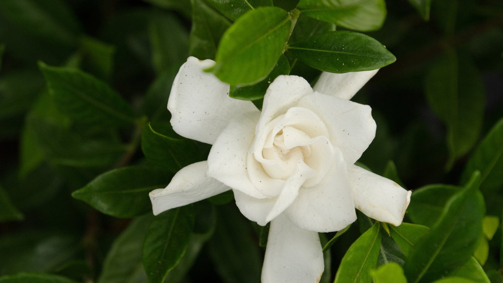 Single white bloom with thick, overlapping petals against dark, waxy foliage.