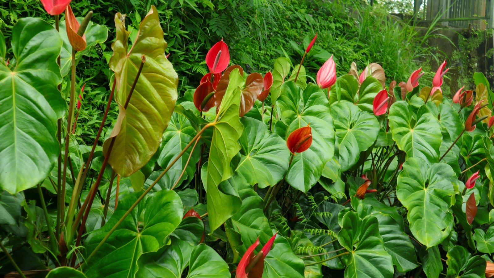 A lush arrangement of Anthurium andraeanum plants with vibrant red and white spathes amidst dense green leaves.
