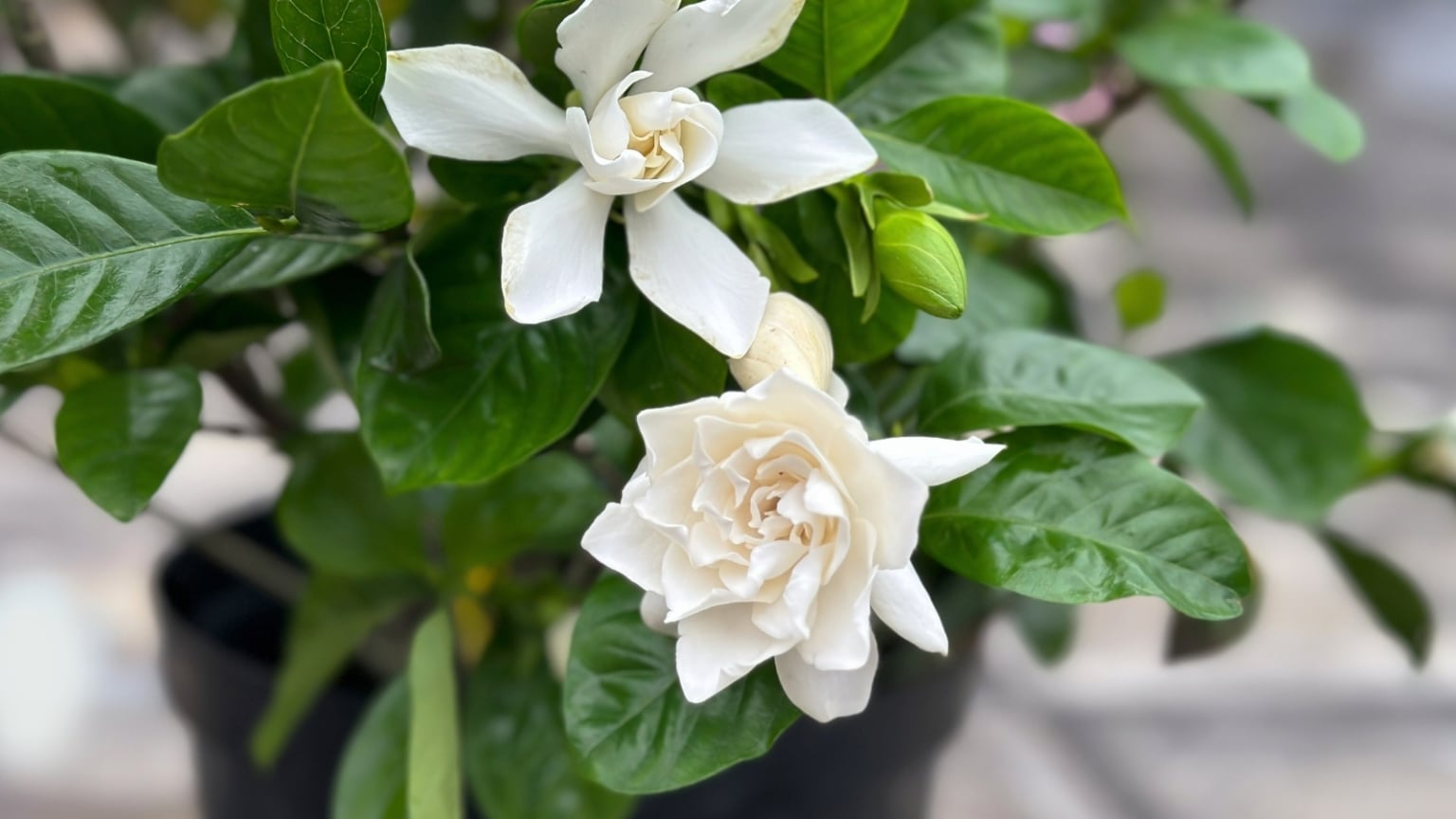 15 Evergreen Shrubs With Fragrant Flowers