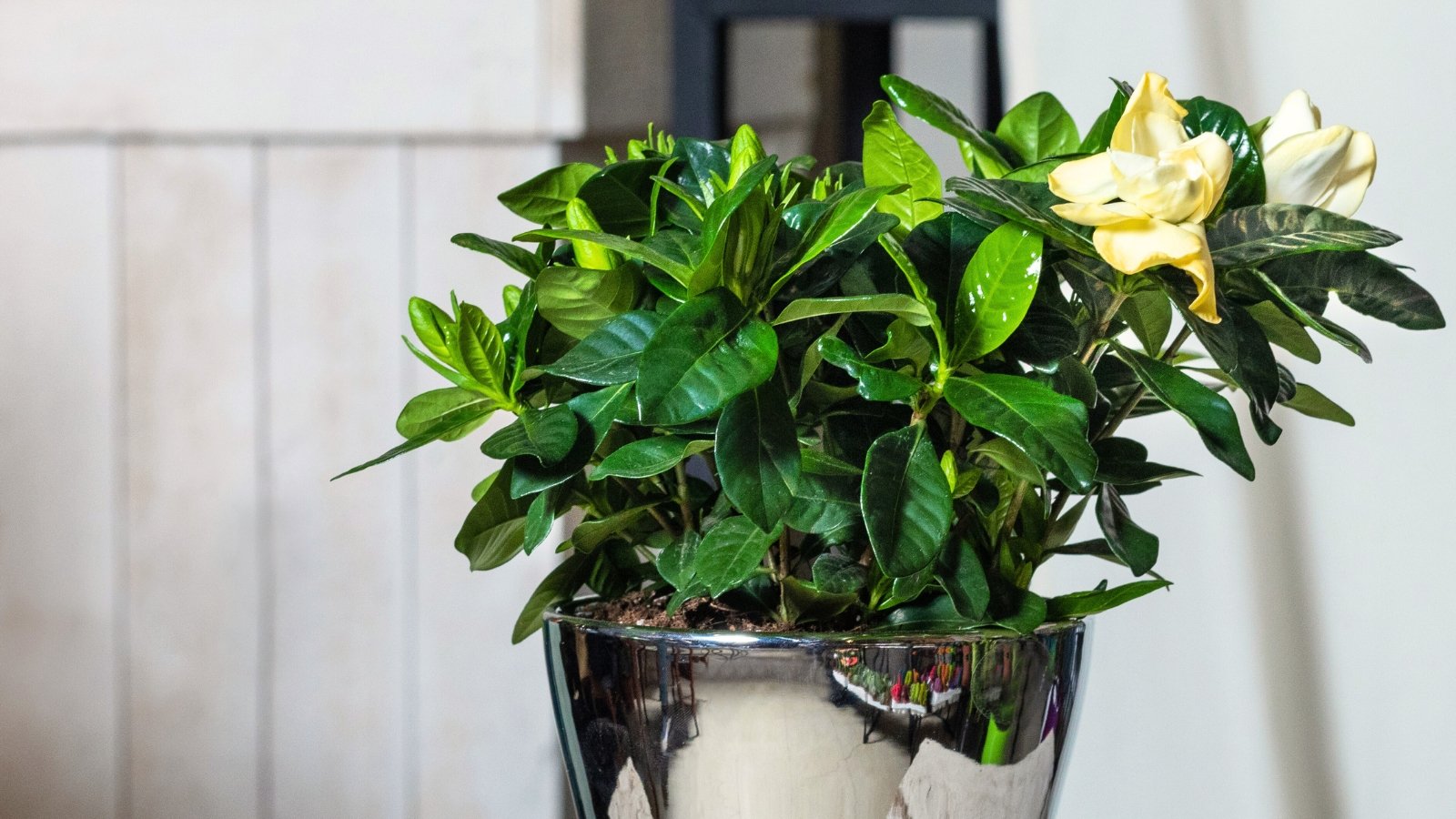 Close-up of a flowering plant with bright, glossy green leaves supporting yellowish-white flowers with smooth, velvety petals, growing in a silver pot.
