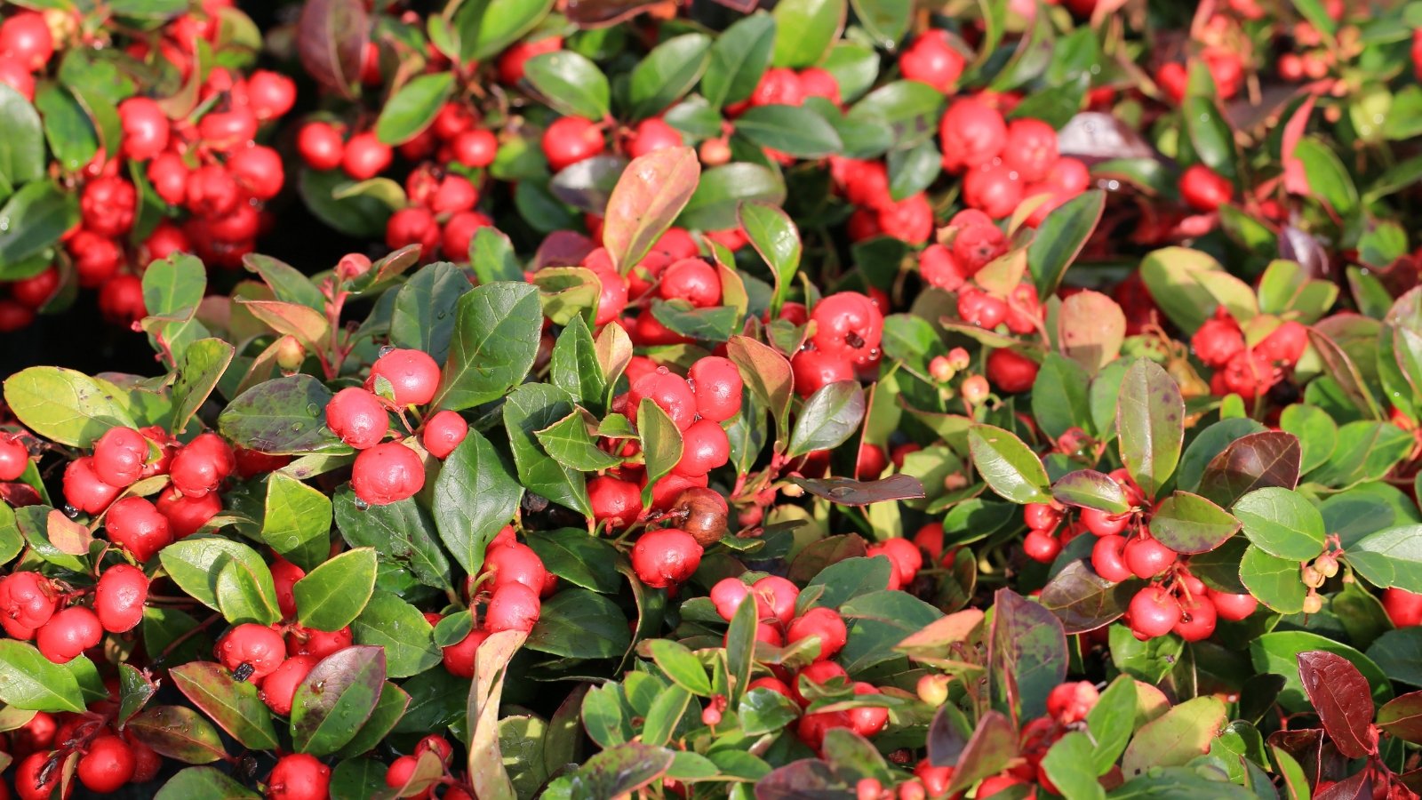 Close-up of creeping evergreen with leathery green to purple leaves and bright red berries.
