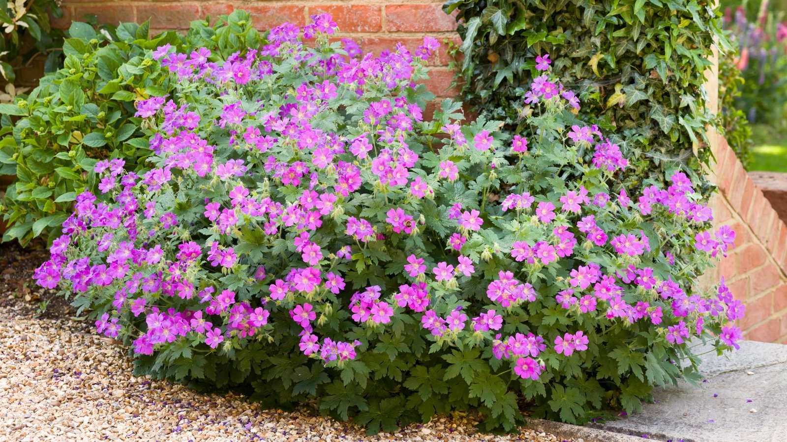 View of a bushy, lush flowering plant with upright stems featuring deeply lobed green leaves and clusters of delicate, saucer-shaped violet-blue flowers.