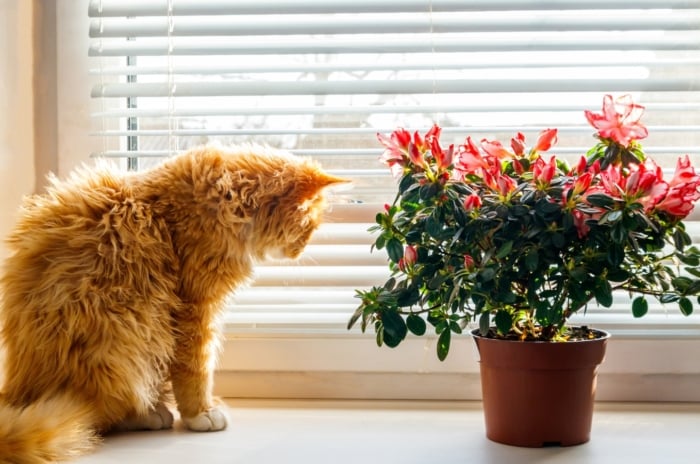 Fluffy orange cat sniffing a plant with bright red blooms and green leaves in a brown container on a windowsill.