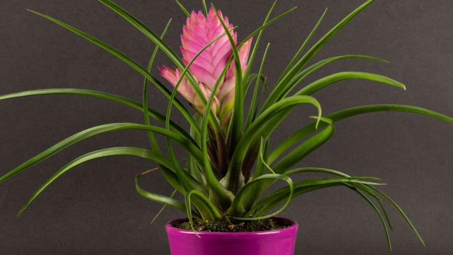 13 Bromeliad Varieties For Colorful Indoor Blooms 13 Bromeliad Varieties For Colorful Indoor Blooms