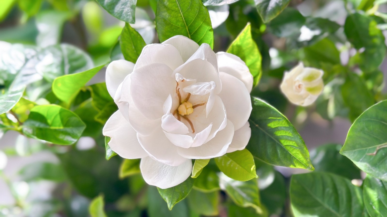 Soft cream-colored bloom with tightly layered petals framed by vibrant green leaves.