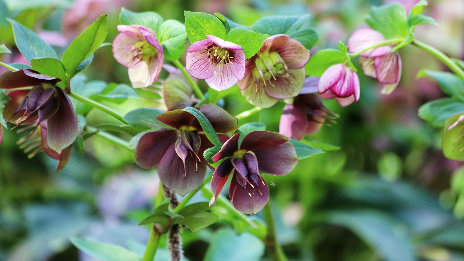Close-up of clumps of dark green leaves with nodding, cup-shaped flowers in shades of pink and purple.