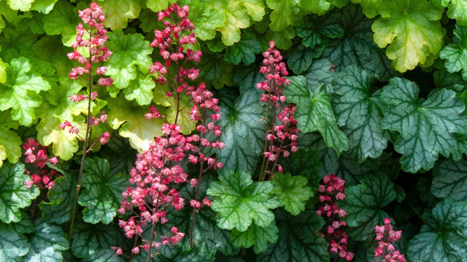 Compact mounds of vibrant, scalloped foliage in bright green and dark green colors with silver markings, producing slender stalks topped by tiny red-pink flowers.
