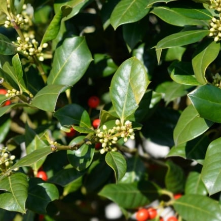 Glossy, dark green leaves with lightly spined edges surround straight limbs with red, rounded berries and small clusters of white buds.