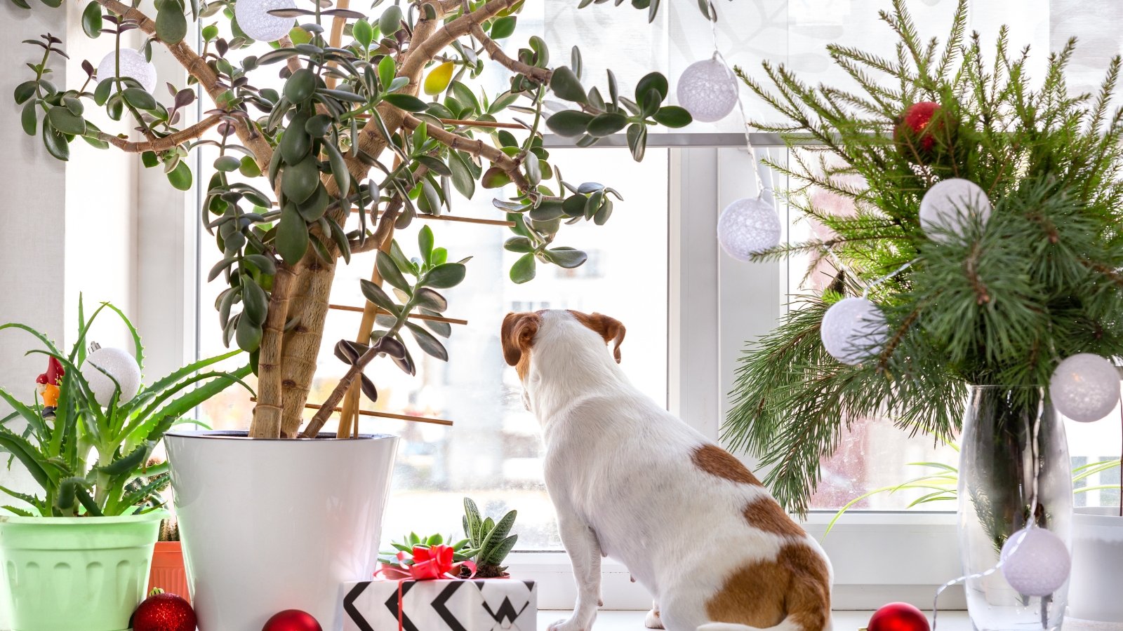 A Crassula ovata with oval-shaped, thick, glossy green leaves, placed near a window in a festive setting with Christmas ornaments.