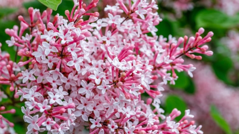 17 Best Shrubs for the Cut Flower Garden