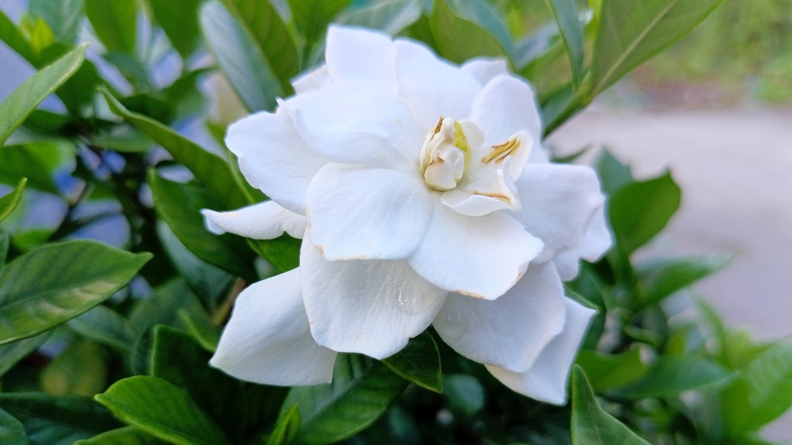 Thick-petaled, ivory bloom with a soft yellow tint at the center, surrounded by waxy green leaves.