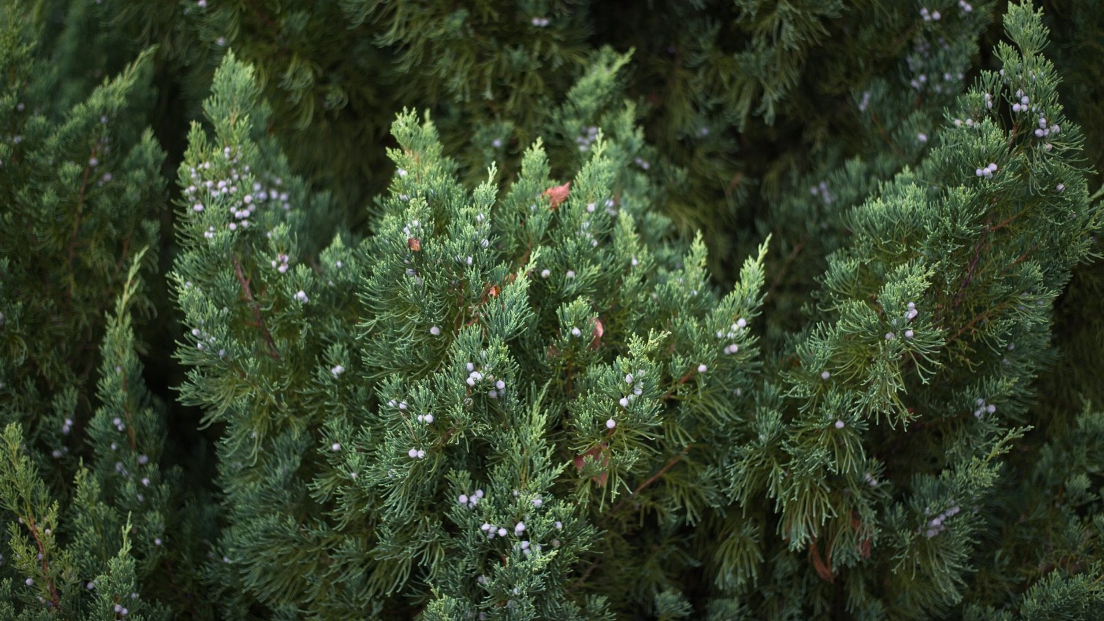 Close-up of branches of evergreen with dense, silvery-blue needle-like foliage and pale blue-gray rounded berries.